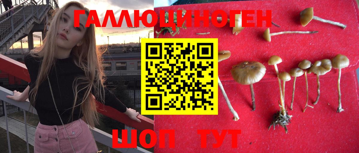 Псилоцибиновые грибы Psilocybine cubensis Моздок